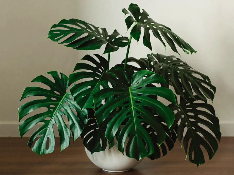 Große Monstera in mattweißem Keramiktopf vor ruhiger Wand