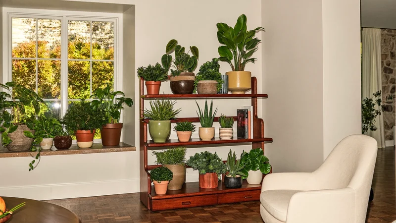Wohnzimmer mit mehreren Zimmerpflanzen auf Regal und Fensterbank im Nachmittagslicht